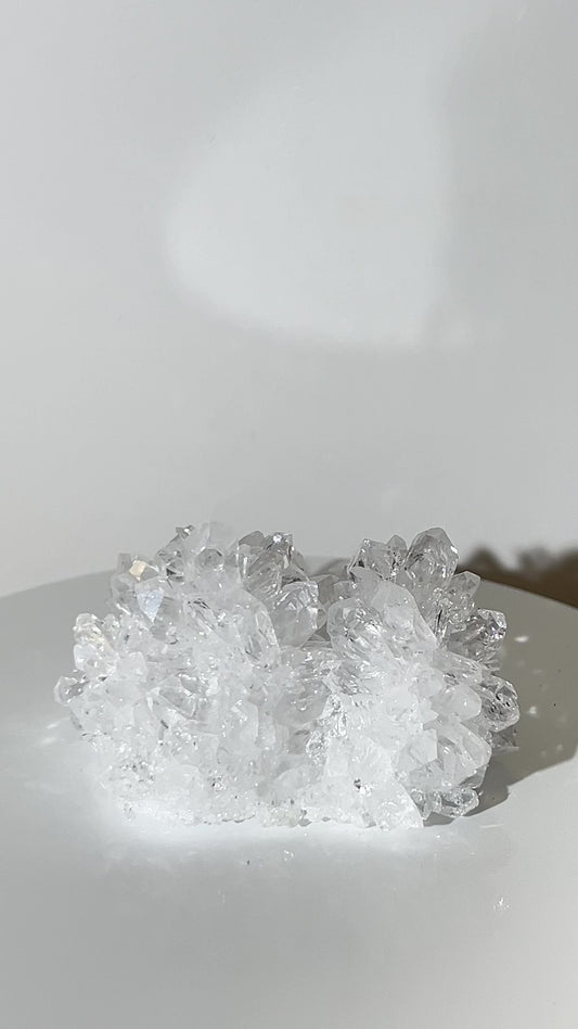 菊花白晶簇